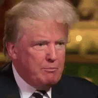Donald Trump GIF - Donald Trump Toupee GIFs