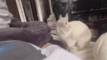 a white cat is sitting on a bed next to a blanket