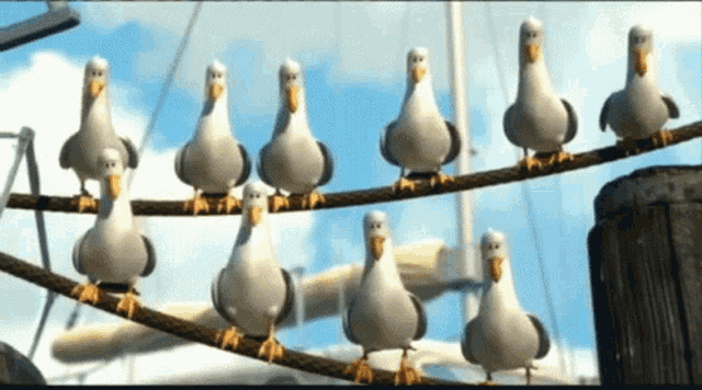 a group of seagulls standing on a rope looking at the camera
