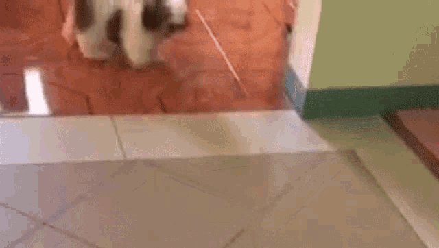 a small white and brown dog is laying on a tiled floor in a room .