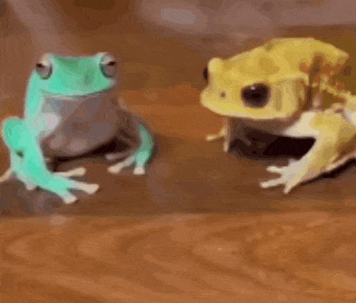 two frogs are sitting next to each other on a table .
