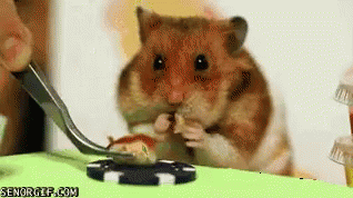 Man Vs. Hamster In Hotdog Eating Contest GIF - Man Vs Hamster Eating Contest GIFs