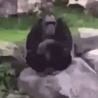 a gorilla is sitting on top of a rock in the jungle .