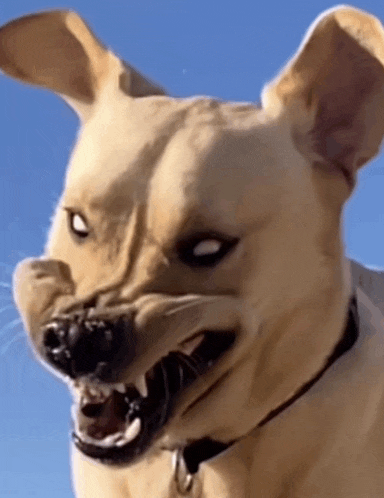 a close up of a dog making a face with its mouth open