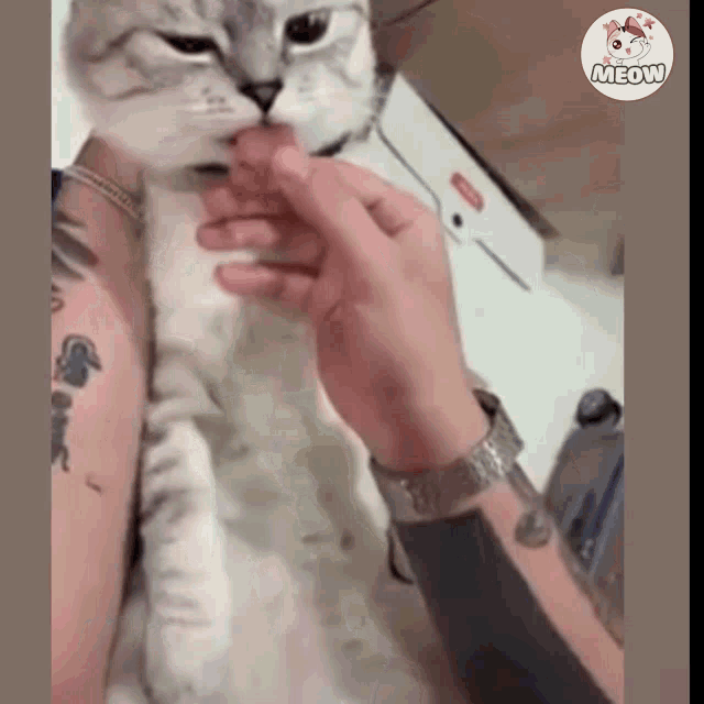 Kitty Cat GIF - Kitty Cat Meow GIFs