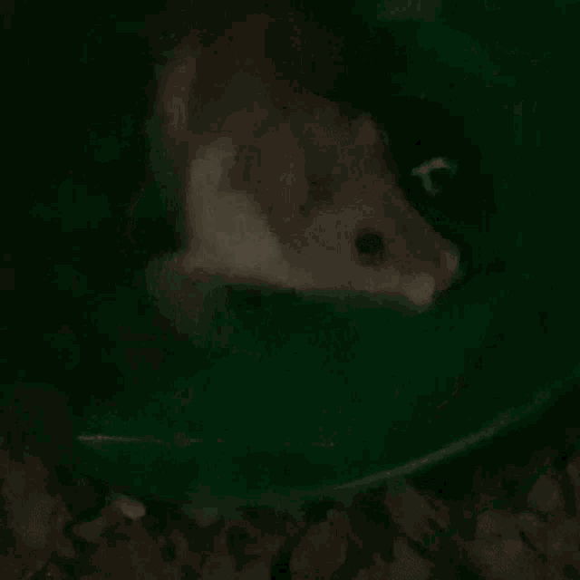 a person is standing in a green bucket of water .