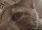 a close up of a cat 's face with a sign in the background that says ' rivet space '