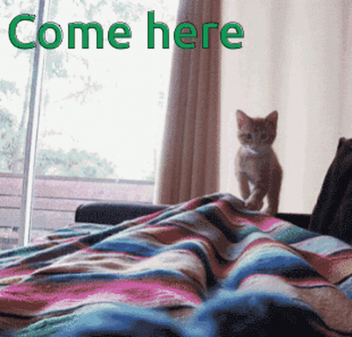 Cat Come Here GIF - Cat Come Here Jumping GIFs