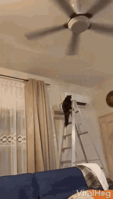 Tip Ladder Fall GIF - Tip Ladder Fall Cat GIFs