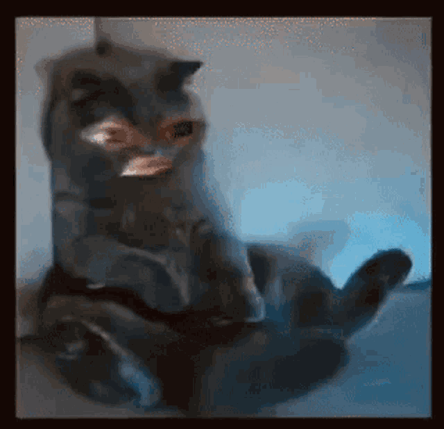 a blurry picture of a cat laying on its back with a blue background