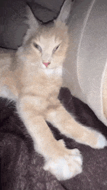 a cat is laying on a couch with its paws outstretched .