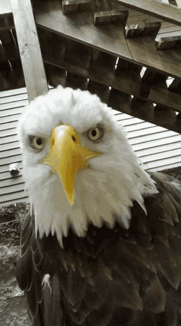 a bald eagle with a yellow beak is standing in front of some wooden stairs