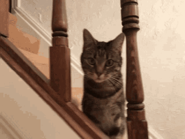 Amber Cat GIF - Amber Cat Scratch GIFs