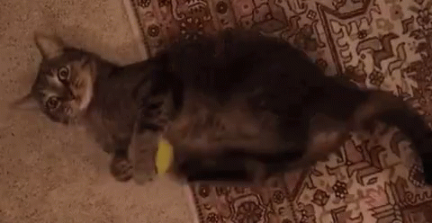 Cat Scratching GIF - Cat Scratching Playing GIFs