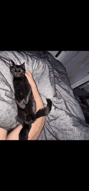 a person is holding a black cat in their arms