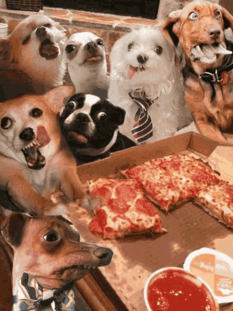Cats Pizza GIF - Cats Pizza Kitty GIFs