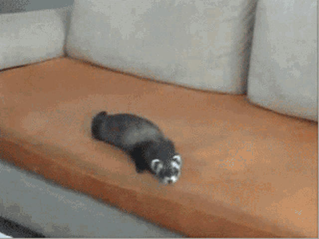a ferret is laying on a couch with the words " fuck this " written below it