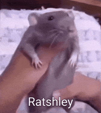 a person is holding a rat in their hand with the name ratsley written on it .