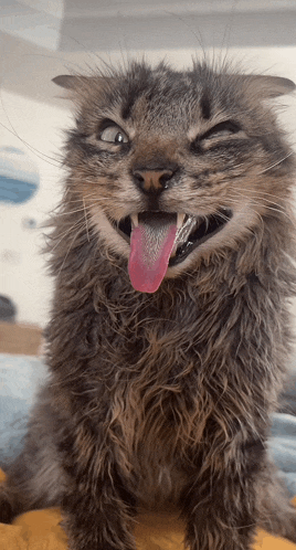 a cat sticking its tongue out while making a funny face