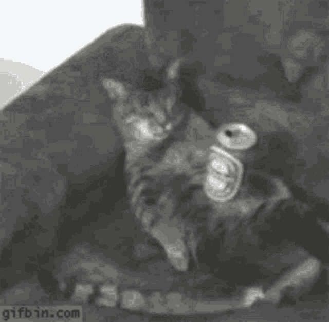 Drunk Cat GIF - Drunk Cat GIFs