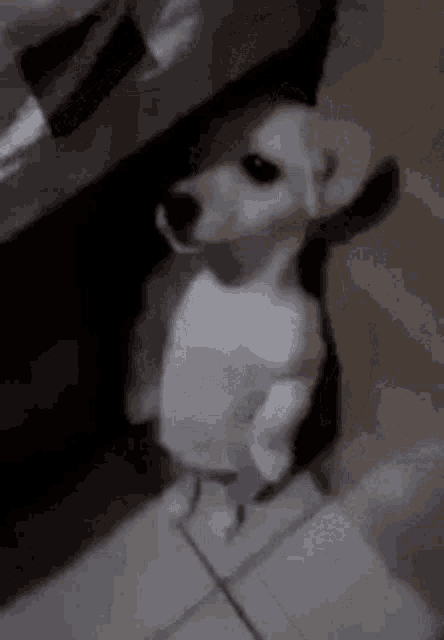 Sugardrm Standing Dog GIF - Sugardrm Standing Dog Dog GIFs
