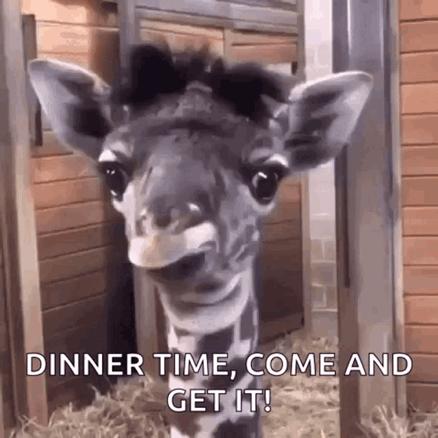 a giraffe is standing in a fenced in area and looking at the camera .