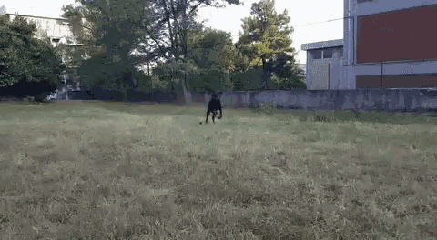 a black dog is running through a grassy field in front of a building