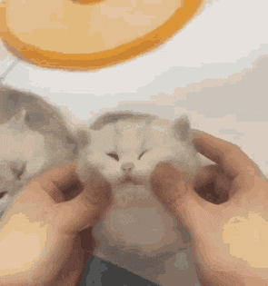 a person is petting a cat 's face with their hands