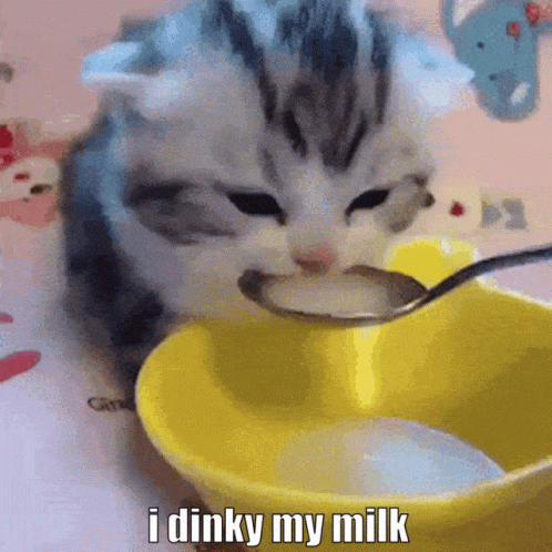 Dinky Milk GIF - Dinky Milk Kitten GIFs