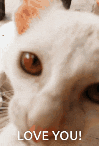 a close up of a cat 's face and the words love you