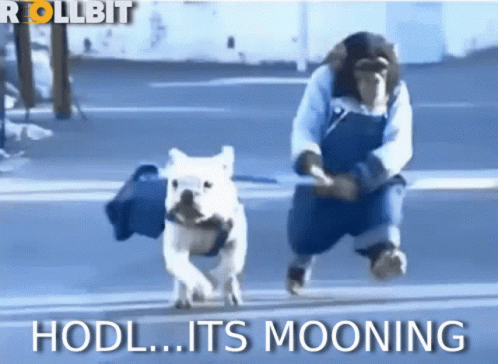 Hodl Hold GIF - Hodl Hold Mooning GIFs