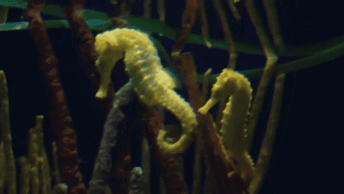 a yellow seahorse is swimming in a tank with other seahorses
