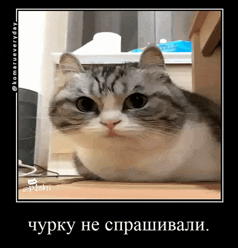 a picture of a cat with a caption in a foreign language that says " churky he sprashivali "