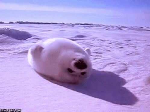 Seal Ice GIF - Seal Ice Please GIFs