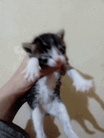 a person is holding a small black and white kitten