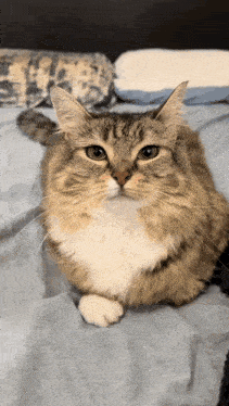 a cat is laying on a bed with a blue blanket