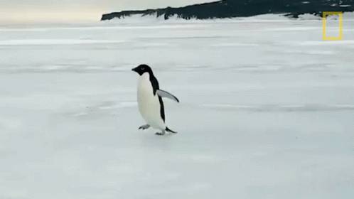 Waddling National Geographic GIF - Waddling National Geographic Penguins GIFs