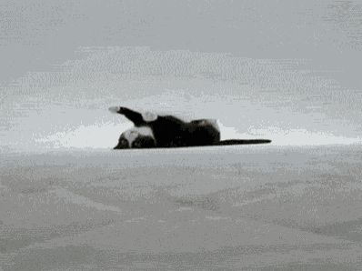 a black and white cat laying on its back with its paw up