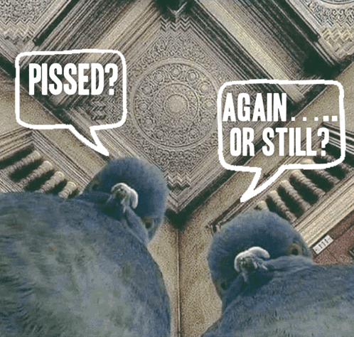 two pigeons are standing next to each other with speech bubbles that say " pissed " and " again or still "