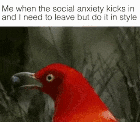 a picture of a red bird with a caption that says me when the social anxiety kicks in and i need to leave