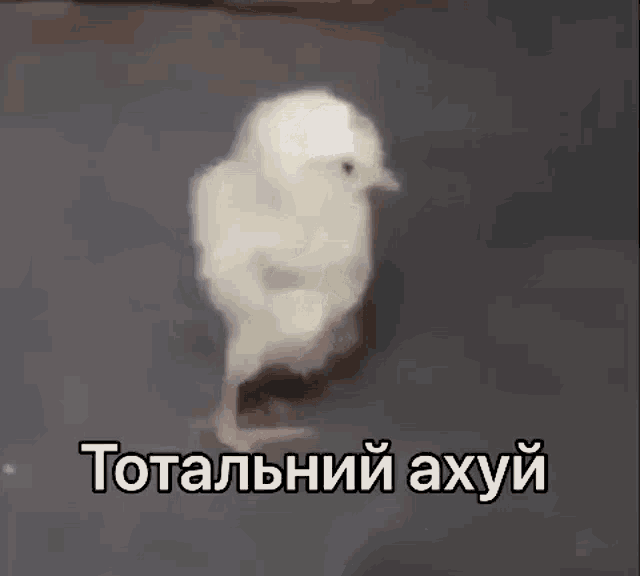 a small white chicken is standing on a black surface with a caption in russian .