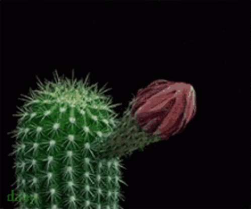Dany Cactus GIF - Dany Cactus Kaktus GIFs