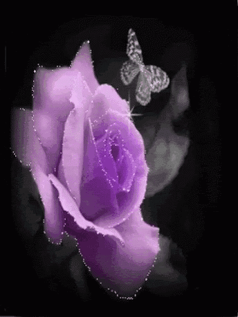 a purple rose with a butterfly flying around it .