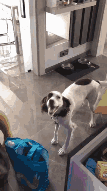 a brown and white dog standing next to a blue bag that says ' i love you ' on it