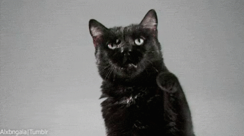 Cat Black GIF - Cat Black Claw GIFs