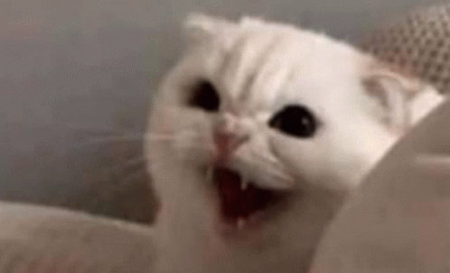 Angry Cat Triggered GIF
