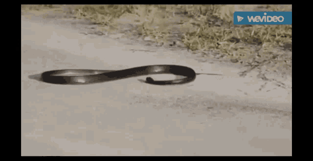Piczok Snake GIF - Piczok Snake Roll GIFs