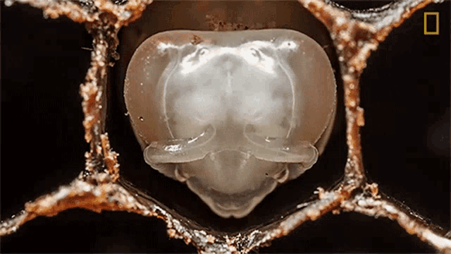 Time Lapse National Honey Bee Day GIF - Time Lapse National Honey Bee Day Amazing Time Lapse GIFs