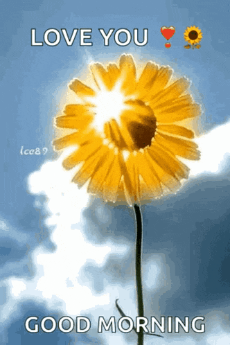 a yellow flower with the sun shining through it and the words " love you good morning "