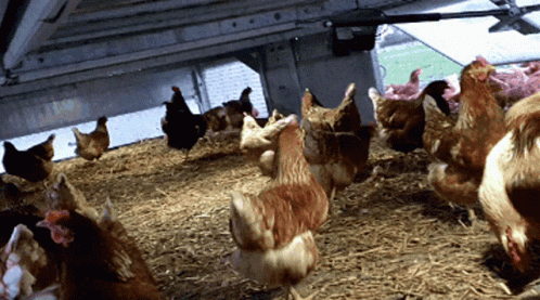 Chickens Chicken Farm GIF
